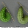 coen leander praepupa2 volg2